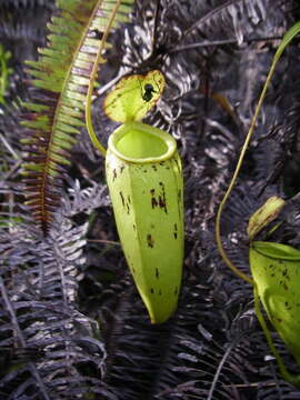 Image of Hairy-fruited Monkey Cup