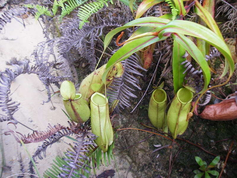 Слика од Nepenthes trichocarpa Miq.