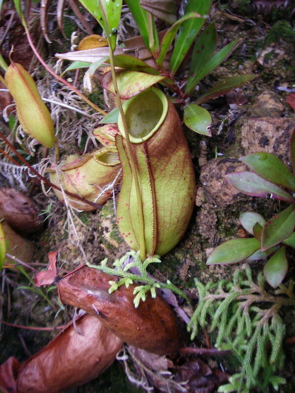 Слика од Nepenthes trichocarpa Miq.