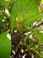 Слика од Nepenthes trichocarpa Miq.