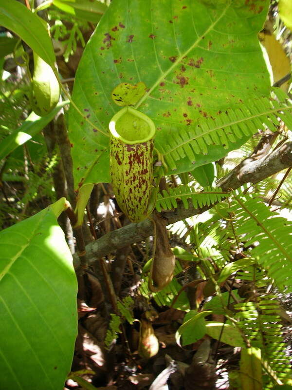 Слика од Nepenthes trichocarpa Miq.