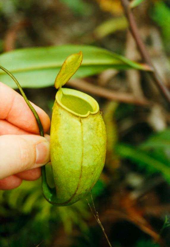 Слика од Nepenthes trichocarpa Miq.