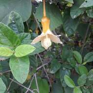 Image of Bakeridesia yucatana (Standl.) D. M. Bates