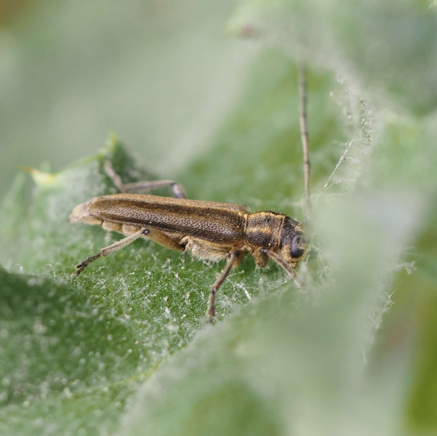 Слика од Phytoecia nigricornis (Fabricius 1782)