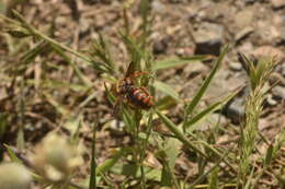 Imagem de Rhodanthidium Isensee 1927