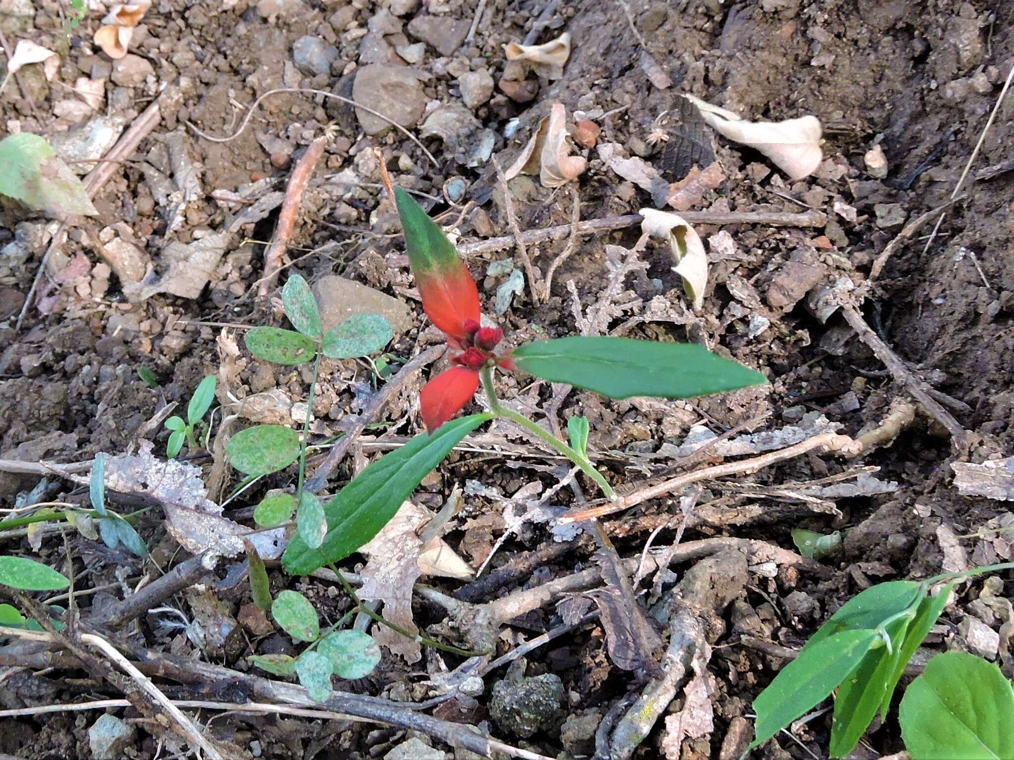 Слика од Euphorbia strigosa Hook. & Arn.