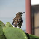 Image of Brown-backed Mockingbird