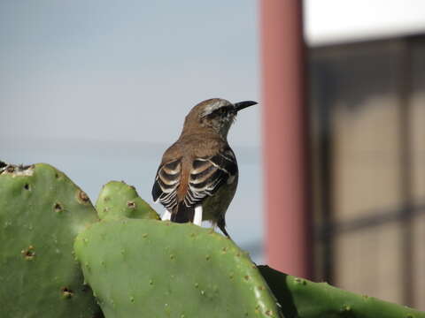 Image of Brown-backed Mockingbird