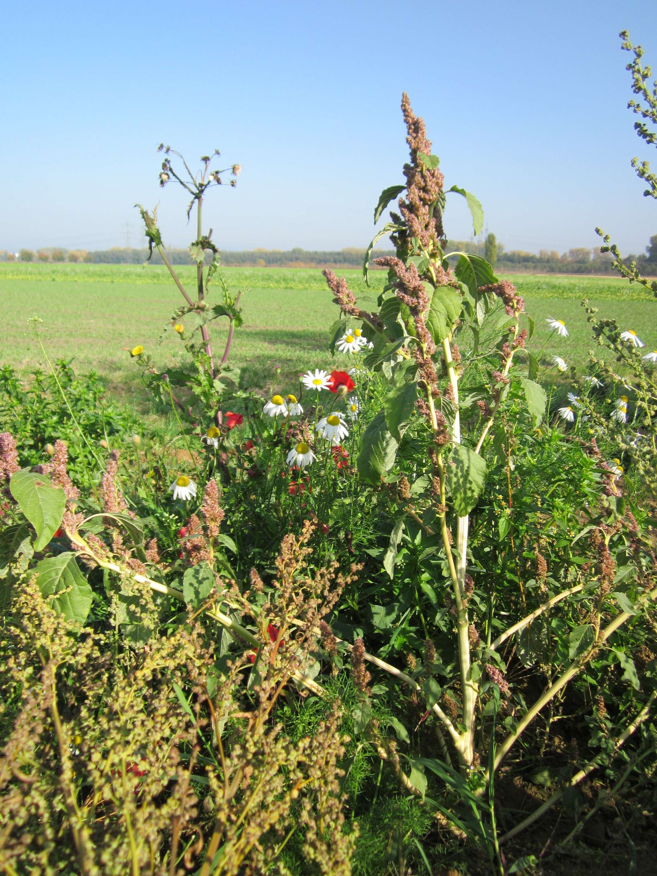 Plancia ëd Sonchus arvensis L.