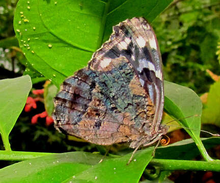 Image of Mexican Bluewing