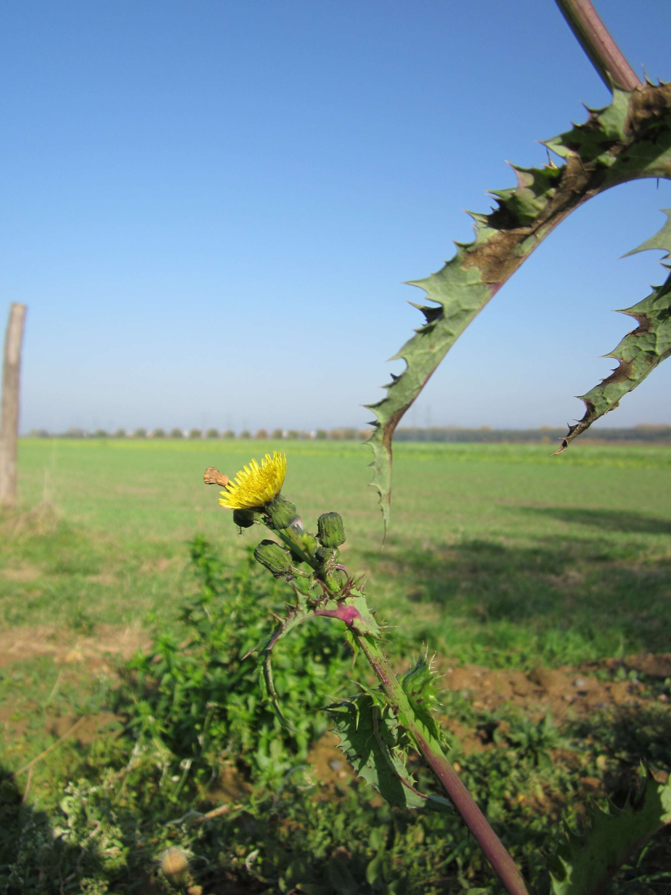 Plancia ëd Sonchus asper (L.) Hill