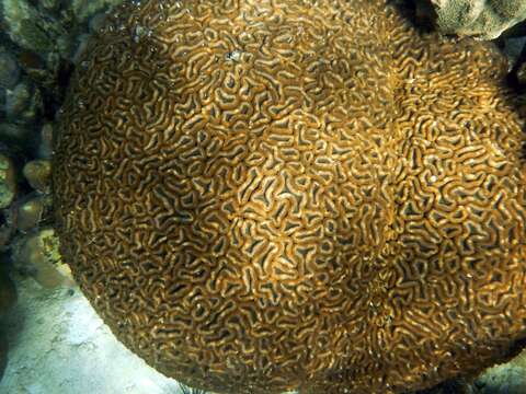 Image of Brain Root Coral