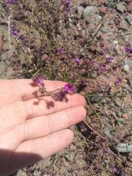 Image of Mirabilis ovata (Ruiz & Pav.) Meigen