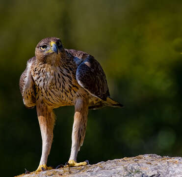 Image of Bonelli's Eagle