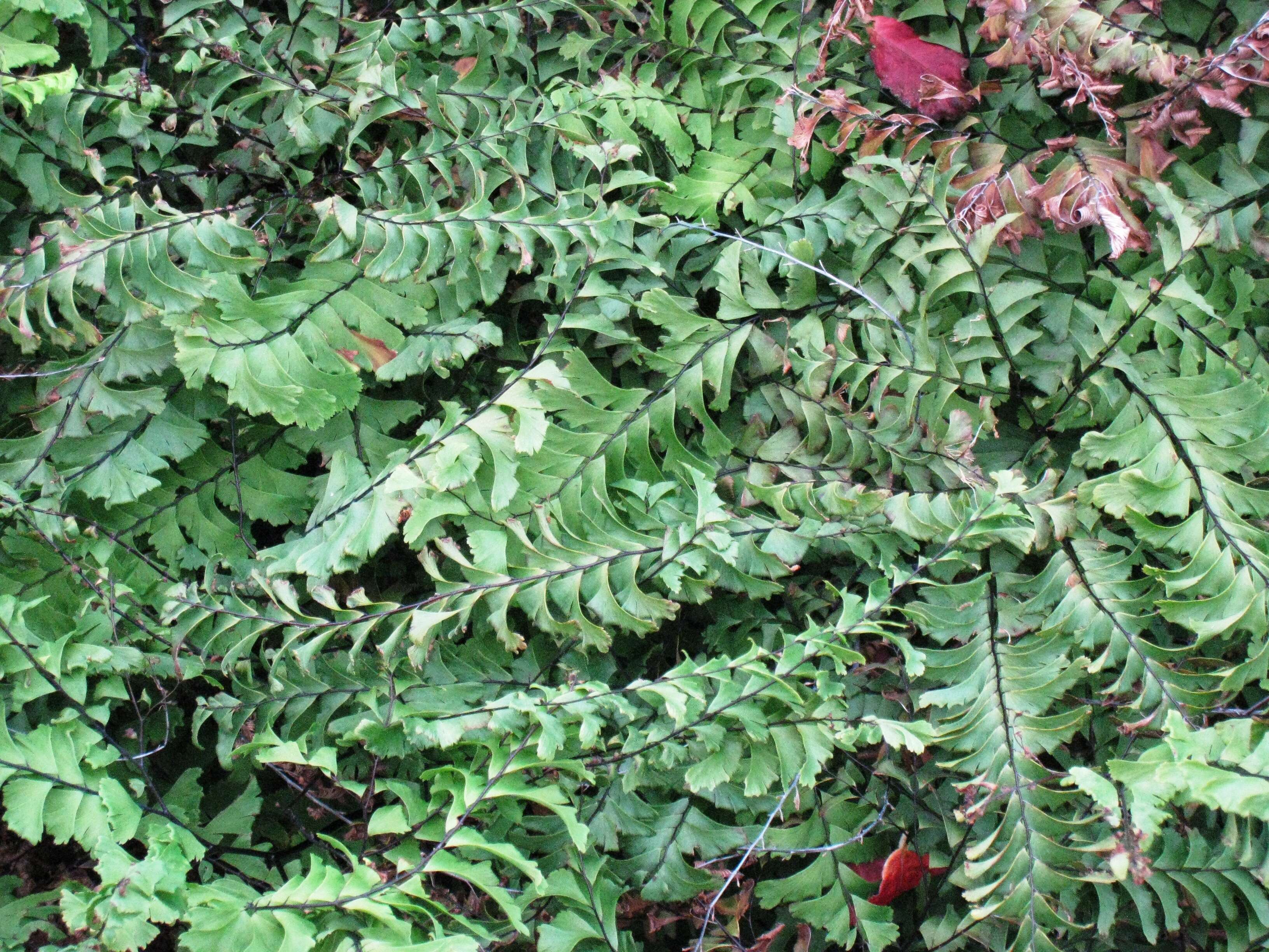 Image of Northern maidenhair fern