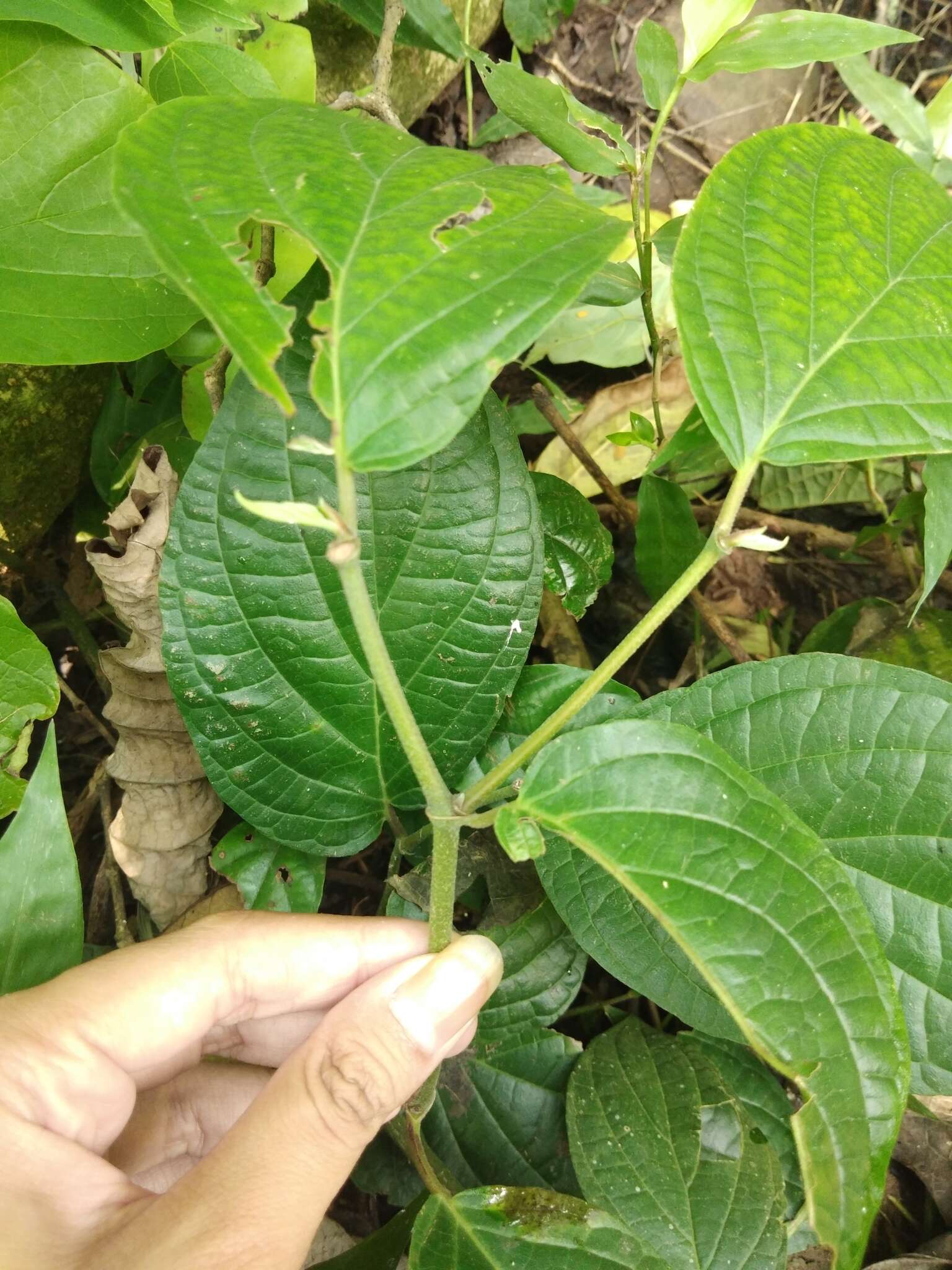 Image of Jamaican pepper