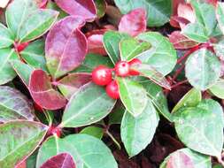 Image of eastern teaberry