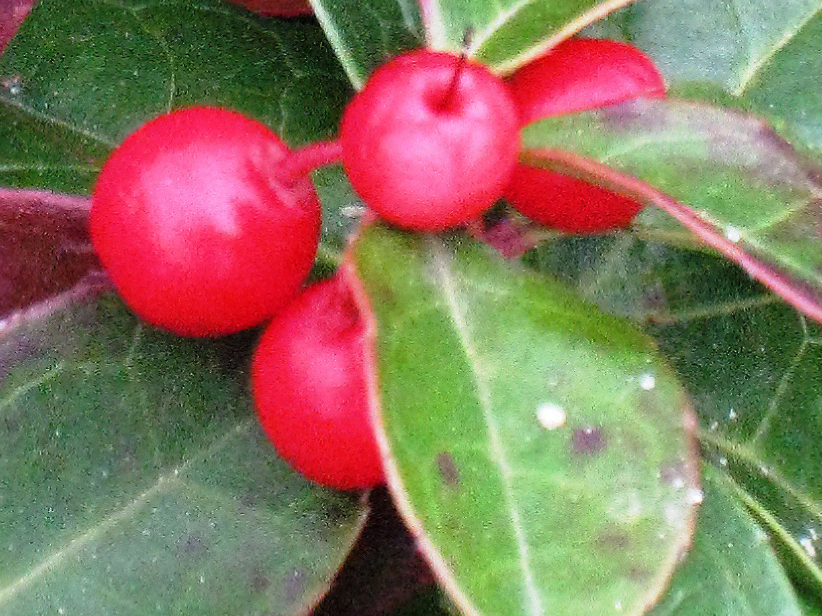 Image of eastern teaberry