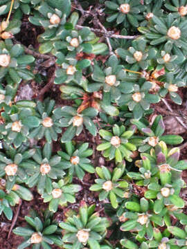 Image de Rhododendron impeditum I. B. Balf. & W. W. Smith