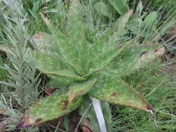 Aloe maculata subsp. maculata resmi