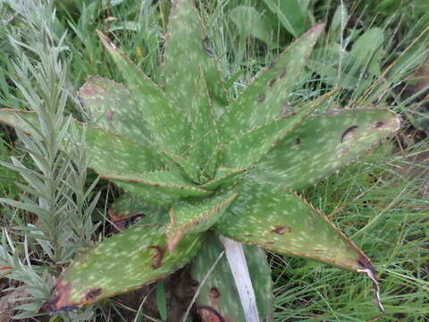 Aloe maculata subsp. maculata resmi