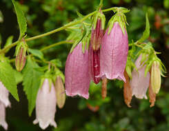 Image of Campanula punctata var. punctata