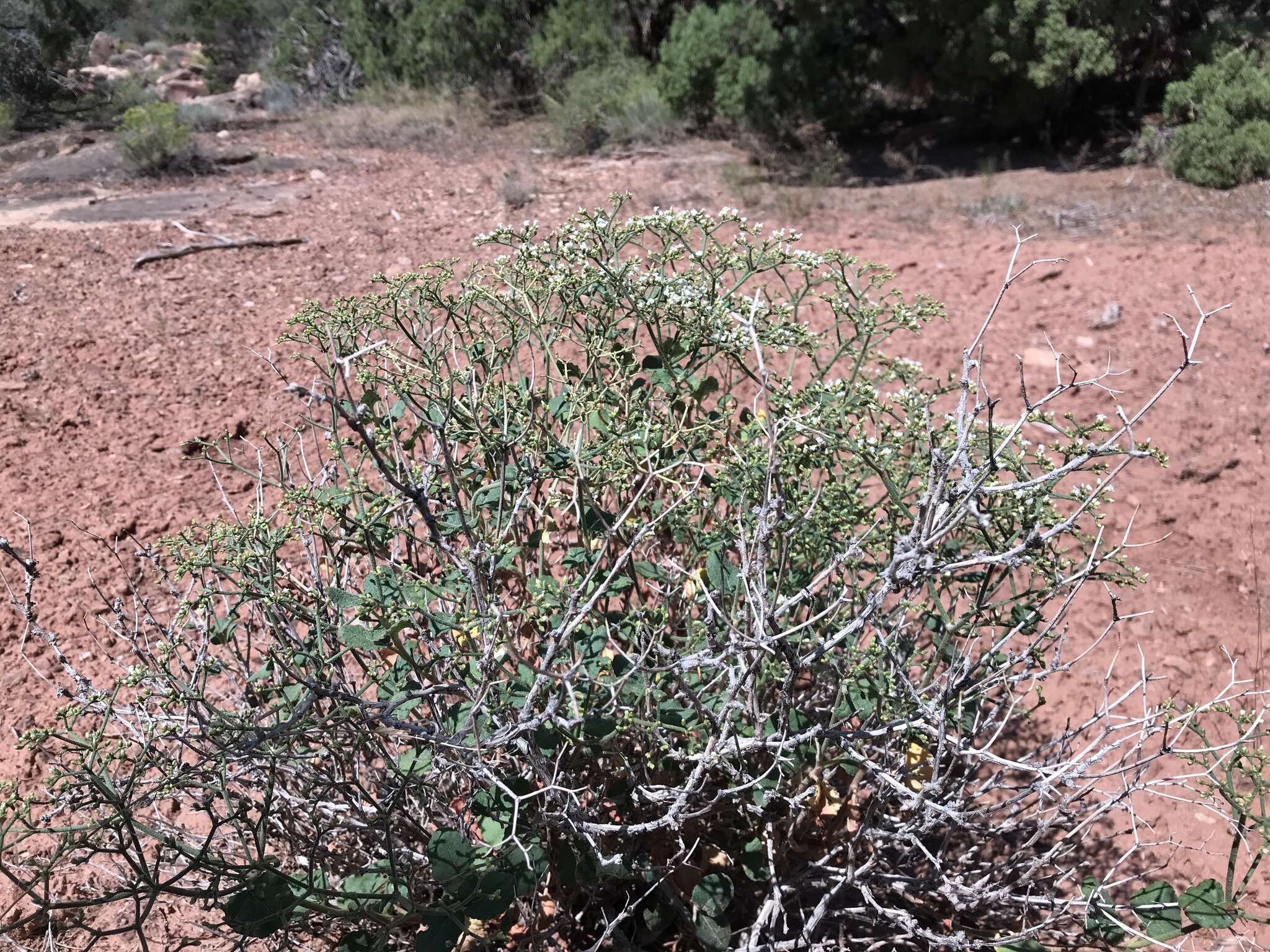 Image of crispleaf buckwheat