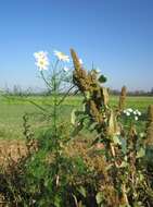 Image of redroot amaranth