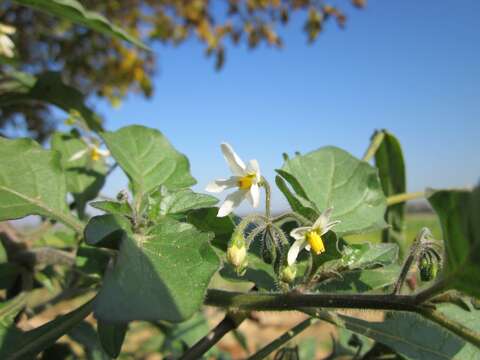 Image of European Black Nightshade