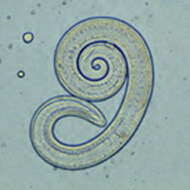 Image of Trichinelloidea