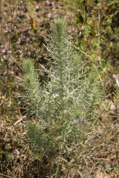 Image of Echinops graecus Mill.