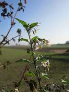 Image of European Black Nightshade