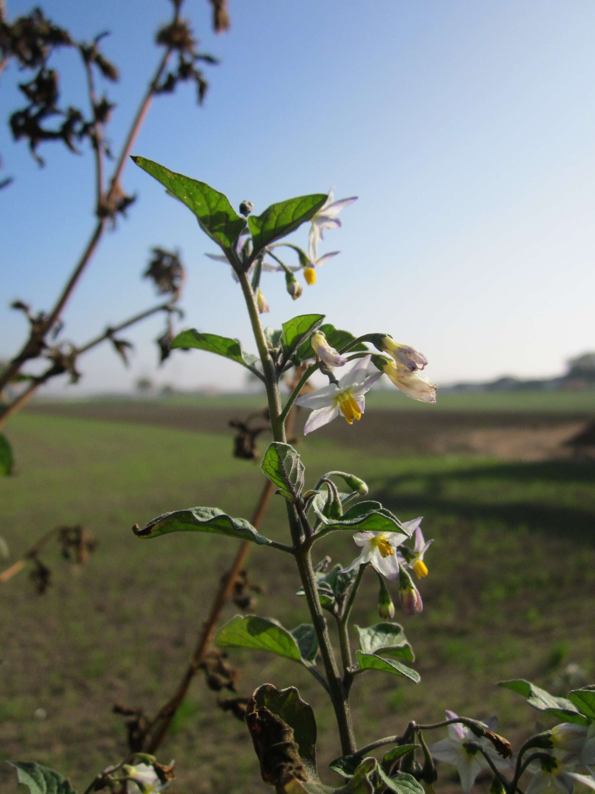 Image of European Black Nightshade