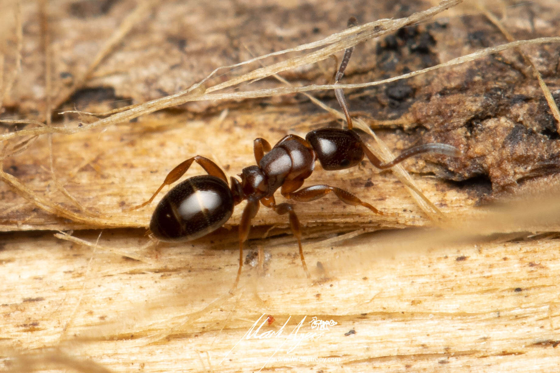 Image of Stigmacros marginata McAreavey 1957