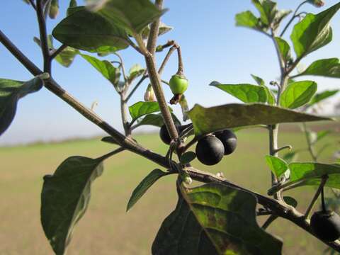 Image of European Black Nightshade