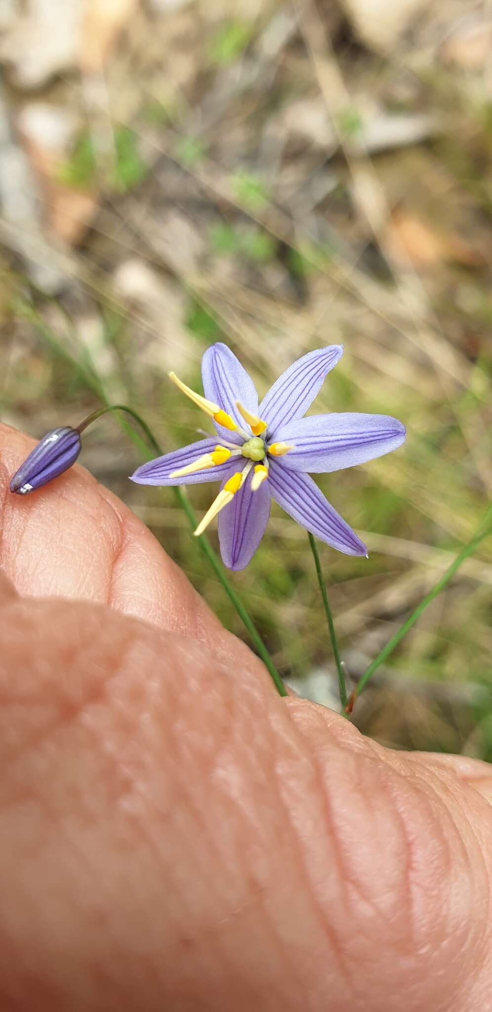 Image of Dianella rara R. Br.