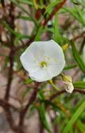 Image of Talinum galapagosum (H. St. John) M. A. Hershkovitz