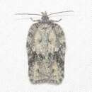 صورة Acleris nigrolinea Robinson 1869