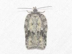 Imagem de Acleris nigrolinea Robinson 1869