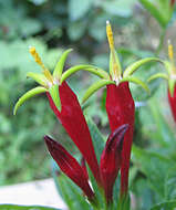 Plancia ëd Spigelia marilandica (L.) L.