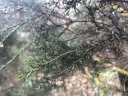 Image of Hakea nodosa R. Br.