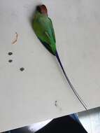 Image of Long-tailed Parakeet