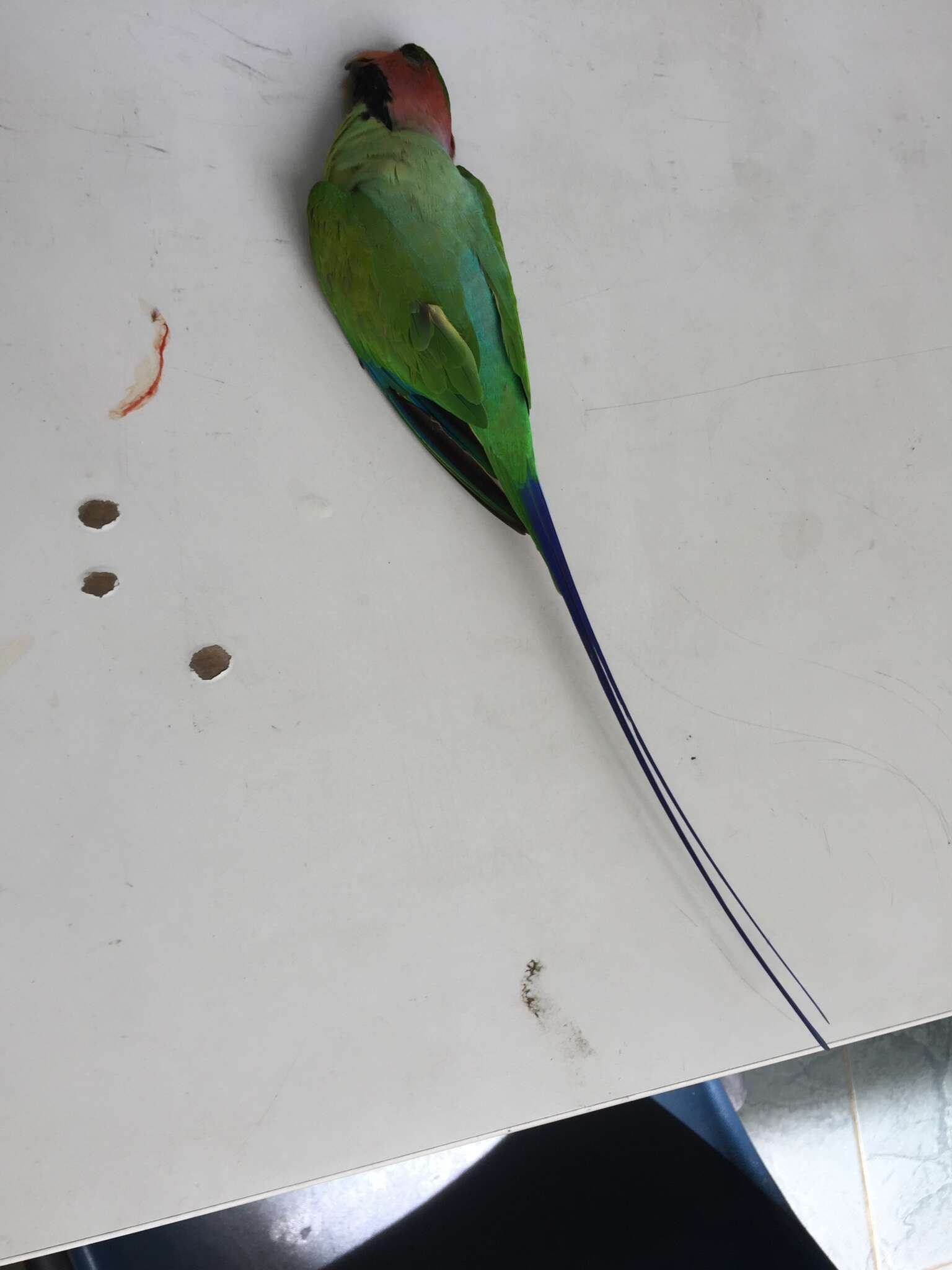 Image of Long-tailed Parakeet