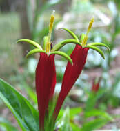 Plancia ëd Spigelia marilandica (L.) L.