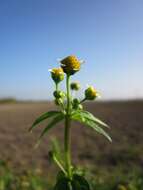 Image of Smooth peruvian daisy