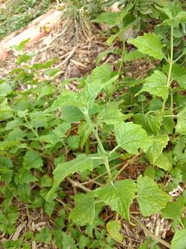 Image of boneset