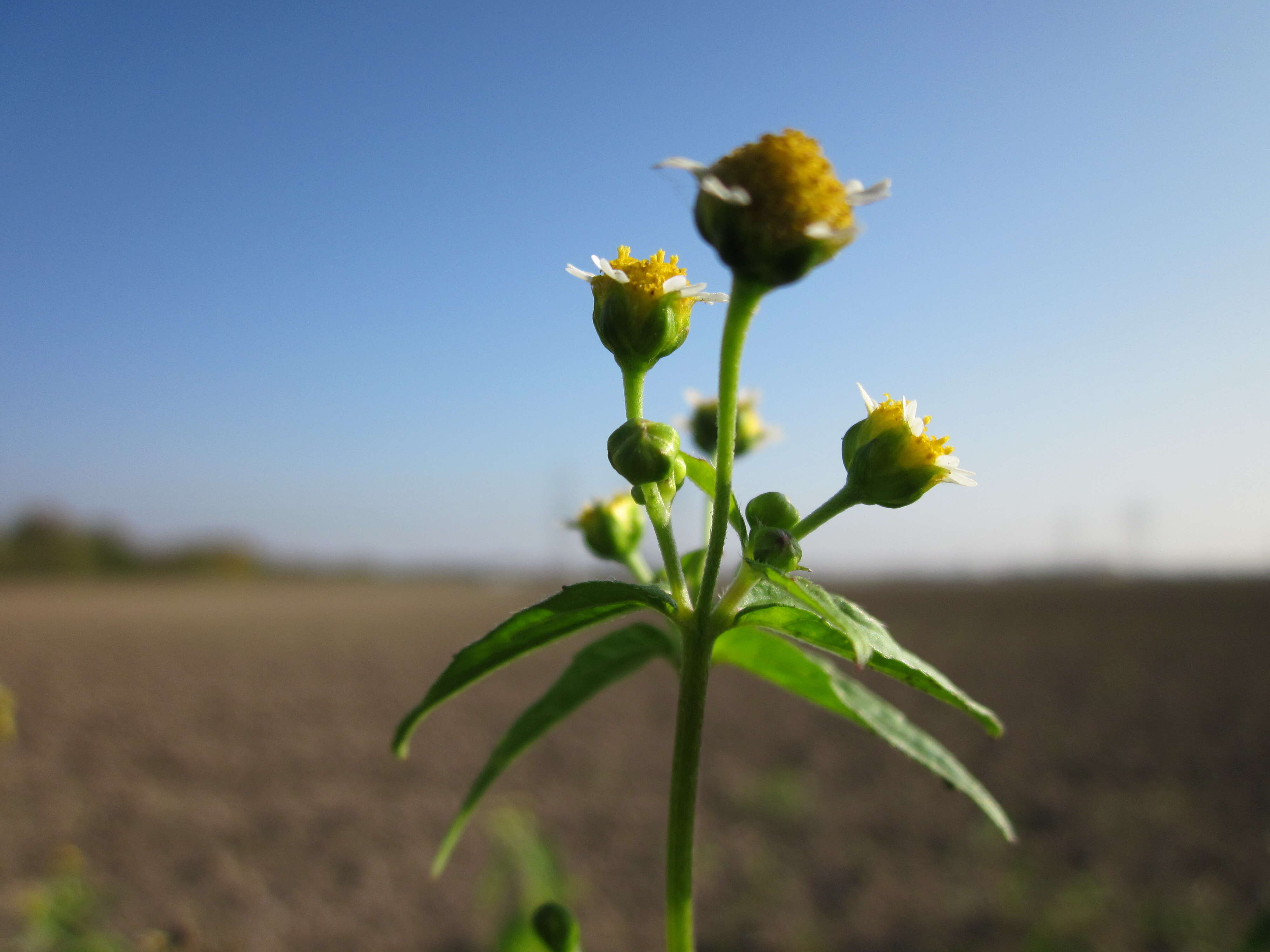 Image of Smooth peruvian daisy