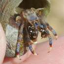 Image of blue-legged hermit crab