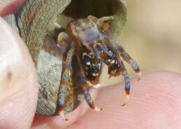 Image of blue-legged hermit crab