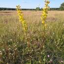 Image of Solidago virgaurea subsp. virgaurea